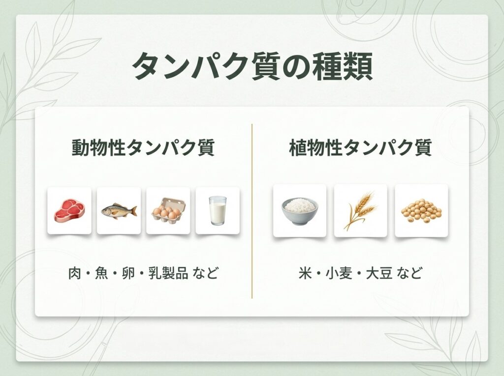 動物性タンパク質と植物性タンパク質の違いを解説