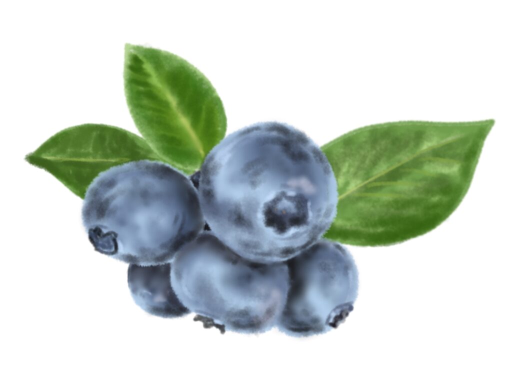 ポリフェノールの一種であるアントシアニンを多く含むブルーベリー